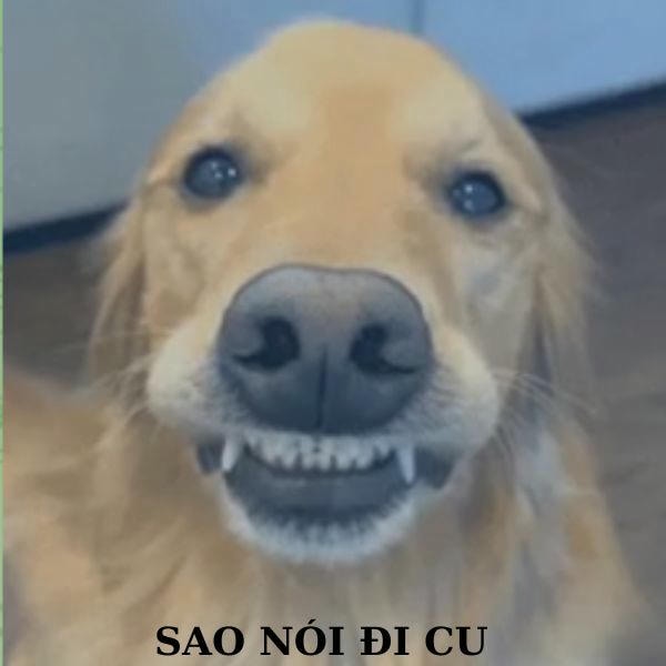 dog meme nói đi