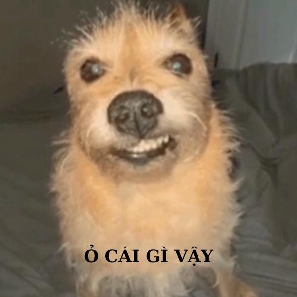 dog meme ỏ