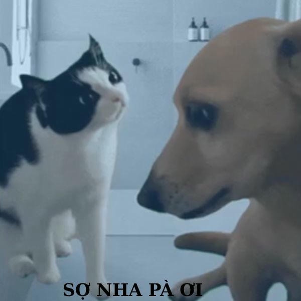 dog meme sợ nha