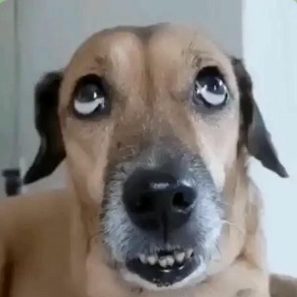 dog meme trợn mắt
