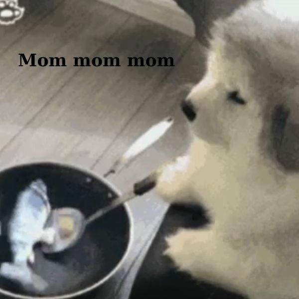 dog meme