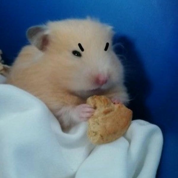 hamster meme đáng yêu