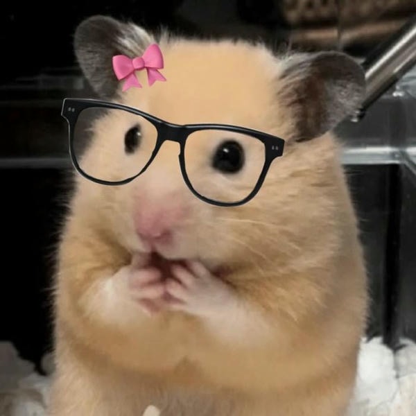 hamster meme dễ thương
