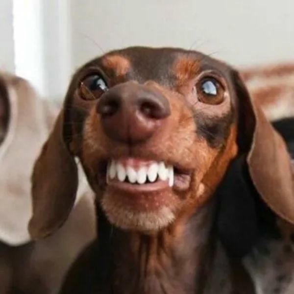 hình ảnh meme chó cười đểu xấu