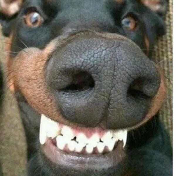 hình ảnh meme chó cười đểu