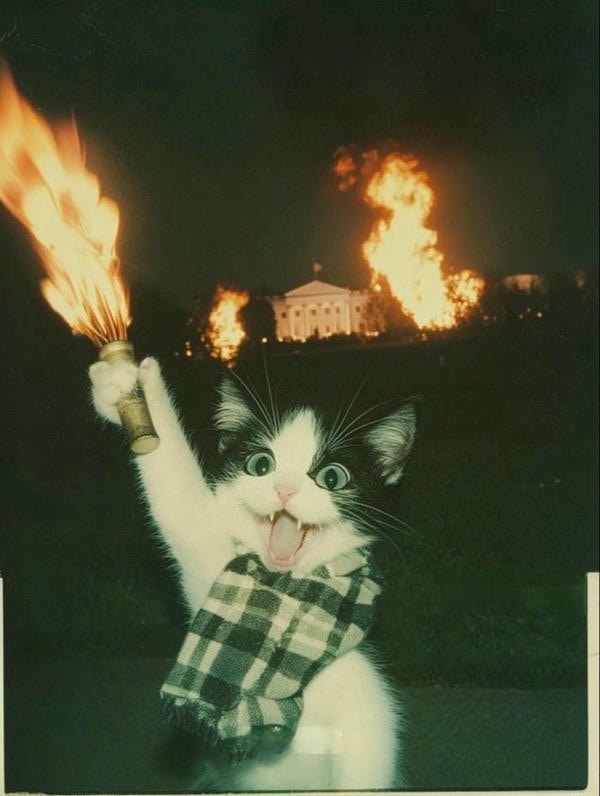 hình ảnh meme mèo cười cute hài