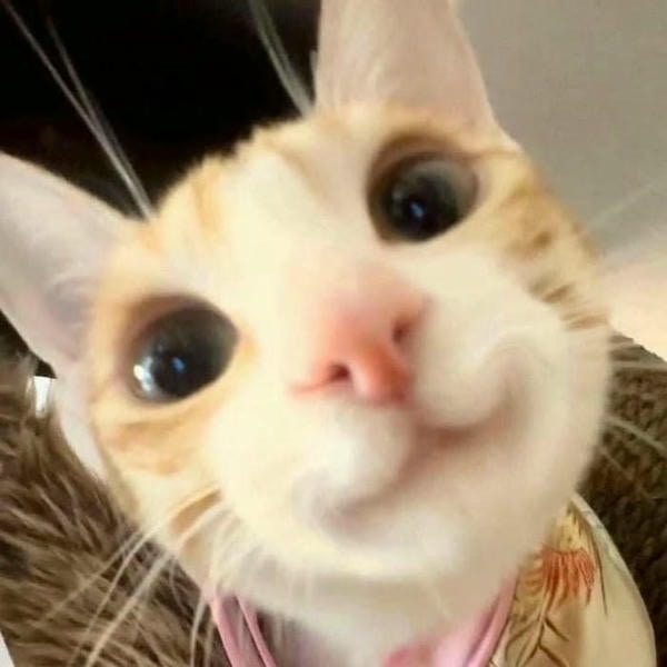 hình ảnh meme mèo cười cute