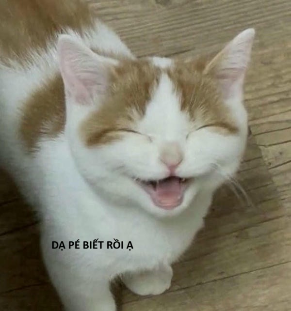 hình ảnh meme mèo cười