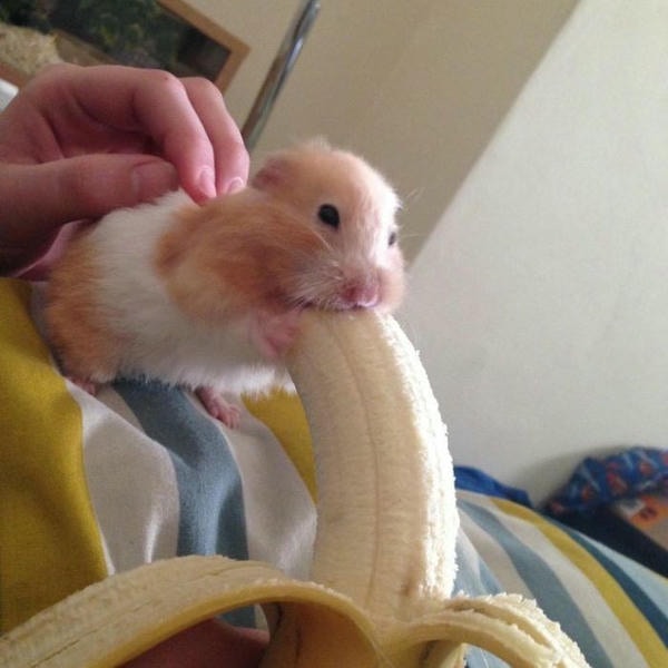 hình hamster meme dễ thương