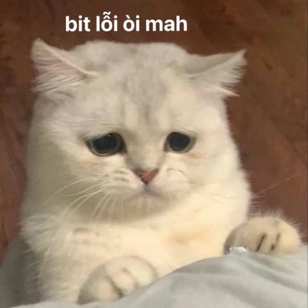 hình meme mèo bựa dễ thương
