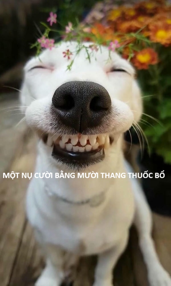 meme chó bựa cười
