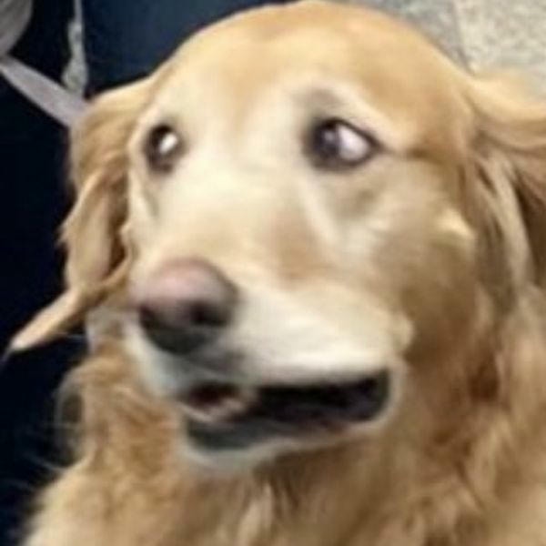 meme chó cười đểu ngơ ngác