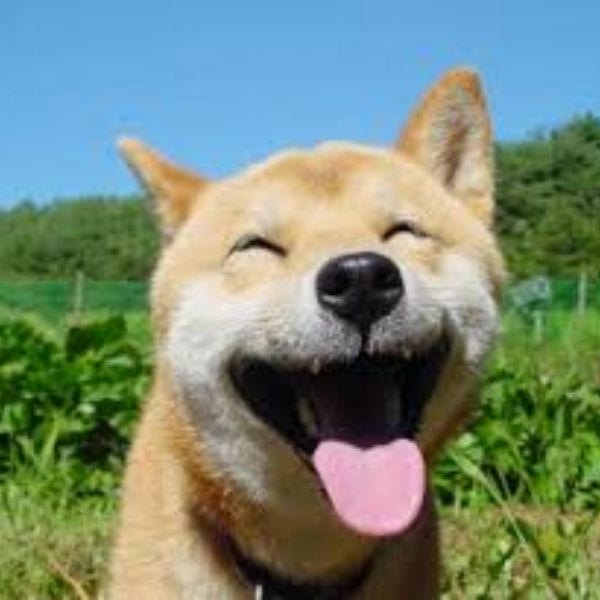 meme chó cười đểu tươi