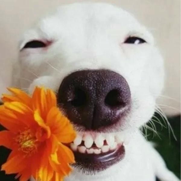 meme chó cười đểu