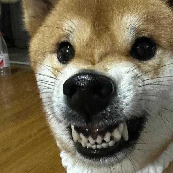 meme chó cười đểukhểnh răng