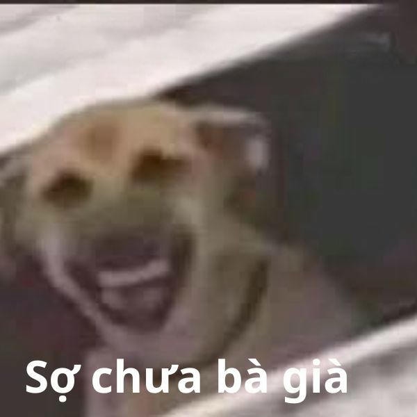 meme con chó cười đểu