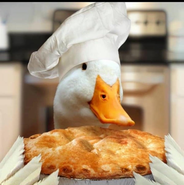 meme con vịt ăn bánh