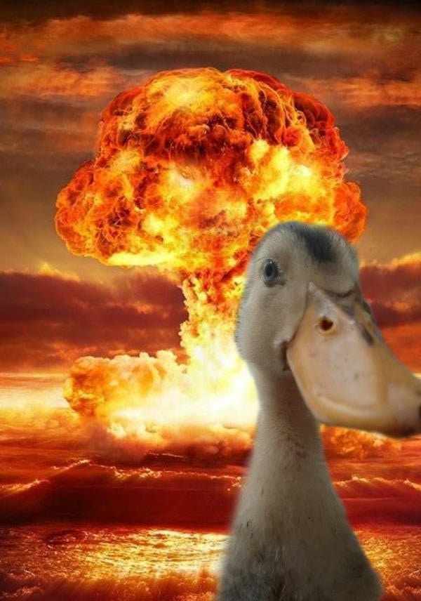 meme con vịt bịp