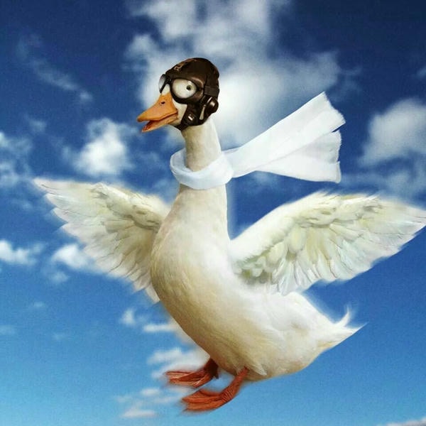 meme con vịt cất cánh