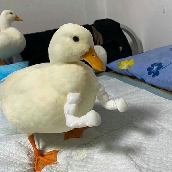 meme con vịt cơ bắp