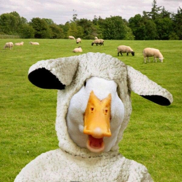 meme con vịt cười