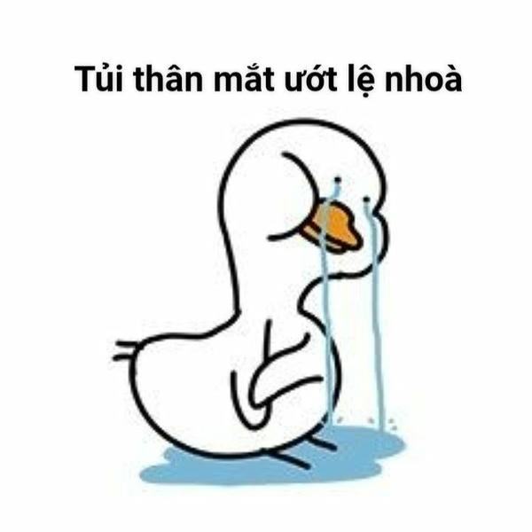 meme con vịt troll