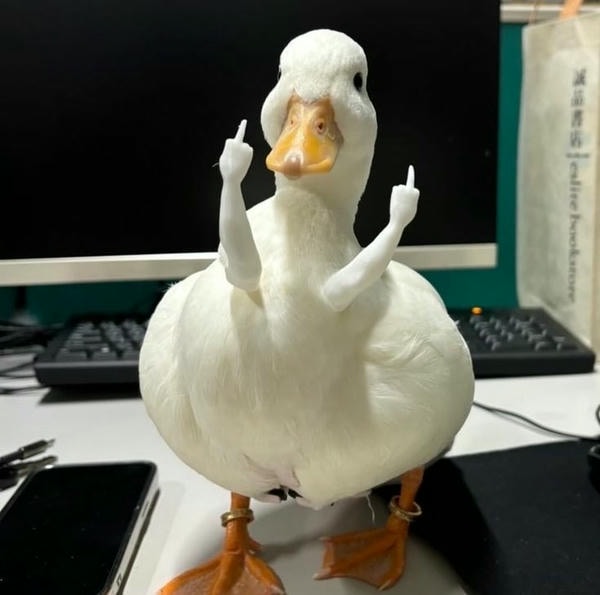 meme con vịt vàng chu mỏ