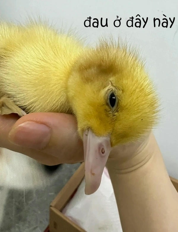 meme đau tim dễ thương