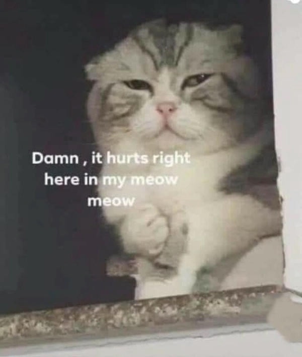 meme đau tim mèo đen