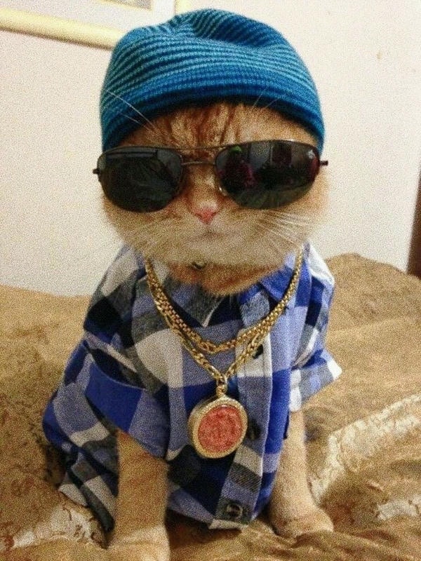 meme đeo kính ngầu đét