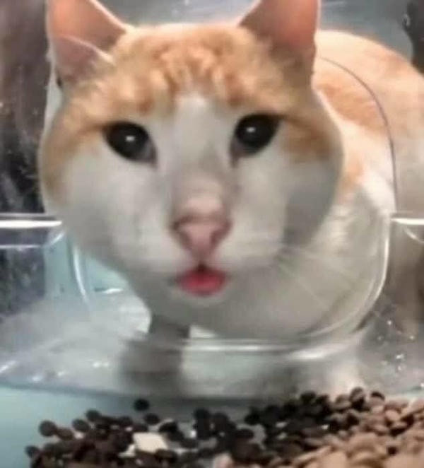 meme đeo kính tháo kính