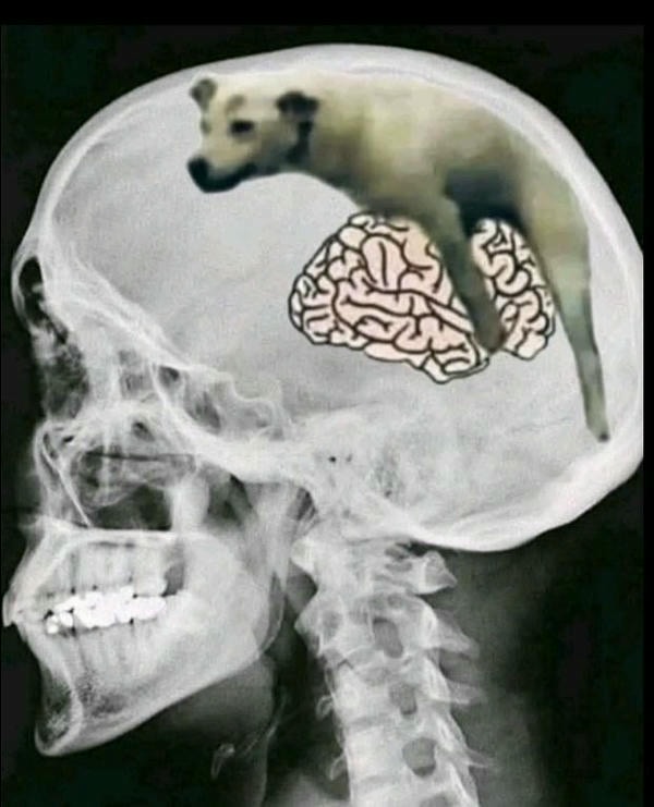 meme discord mới nahats