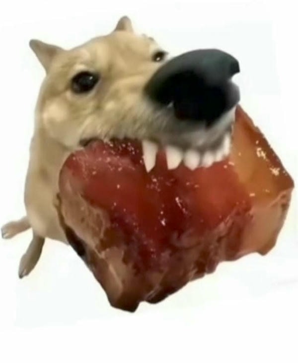 meme dog đáng yêu
