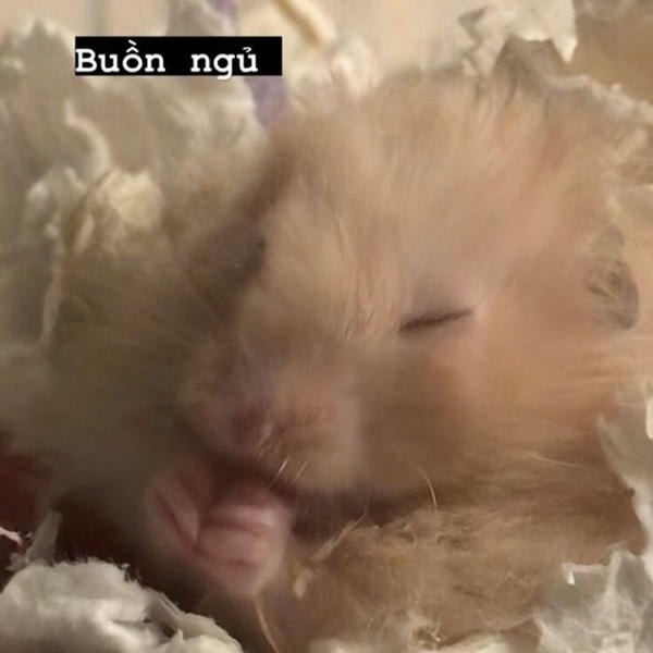 meme hamster đáng yêu