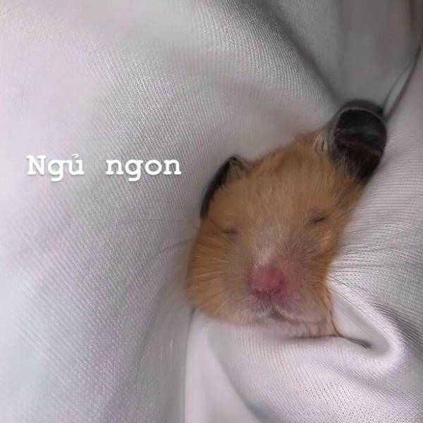 meme hamster dễ thương