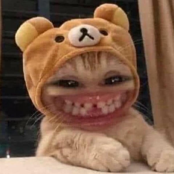 meme mèo cười cực hài