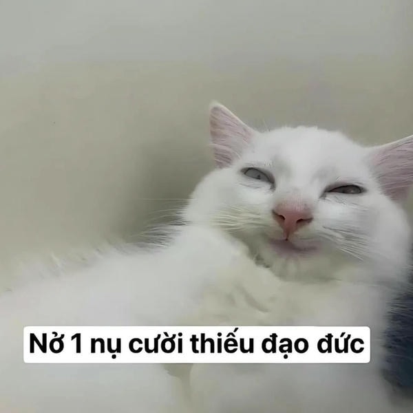 meme mèo cười đểu nhất