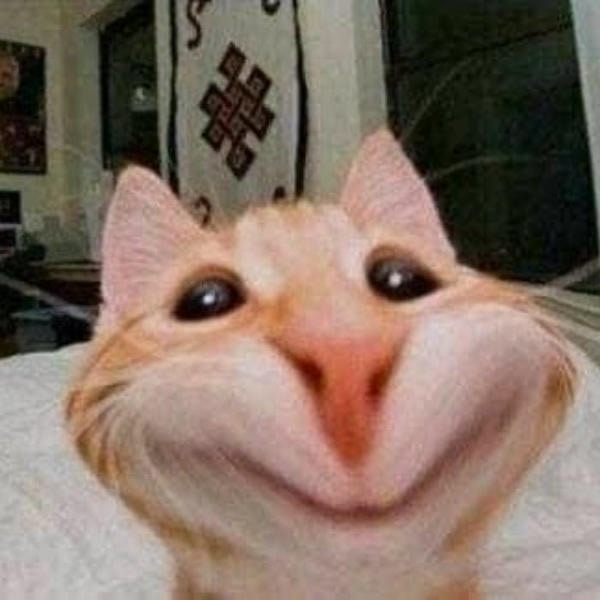 meme mèo cười hài bựa