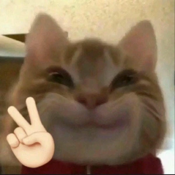 meme mèo cười hài hước