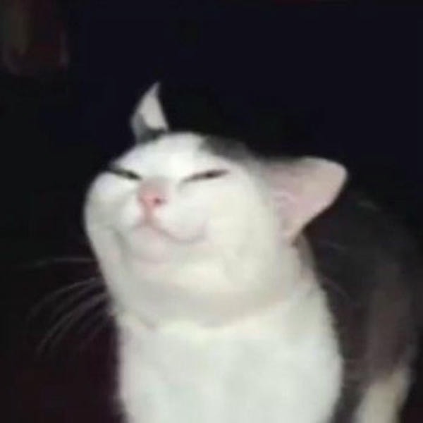 meme mèo cười nhây