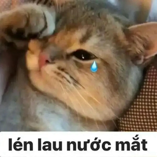 meme mèo đau khổ