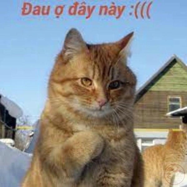 meme mèo đau tim