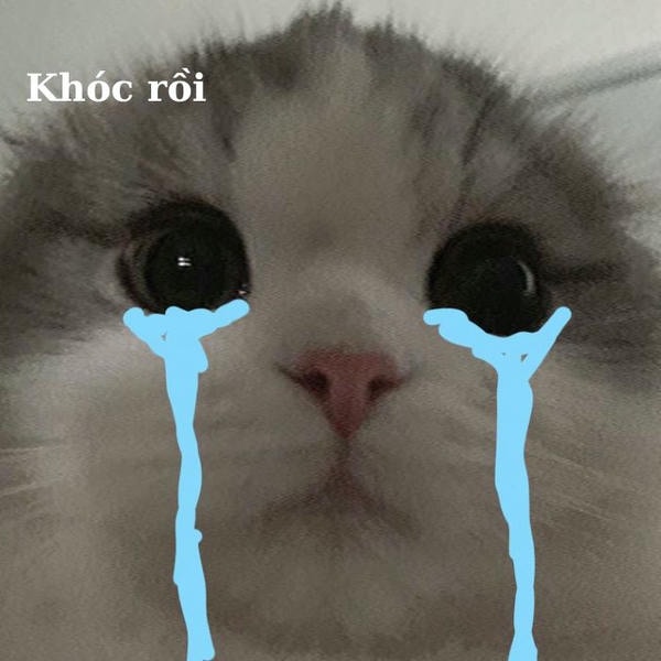 meme mèo khóc cực đáng yêu