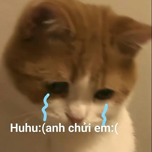 meme mèo khóc siêu đáng yêu