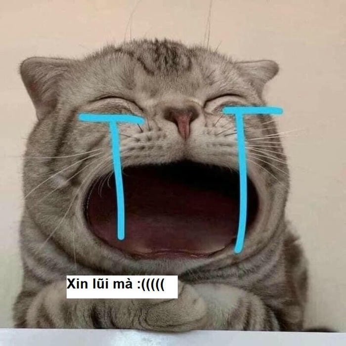 mèo meme cười khóc