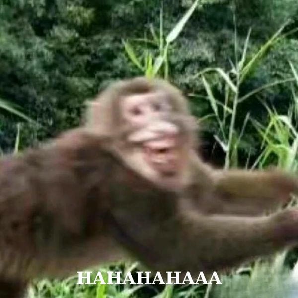 monkey meme cười đểu