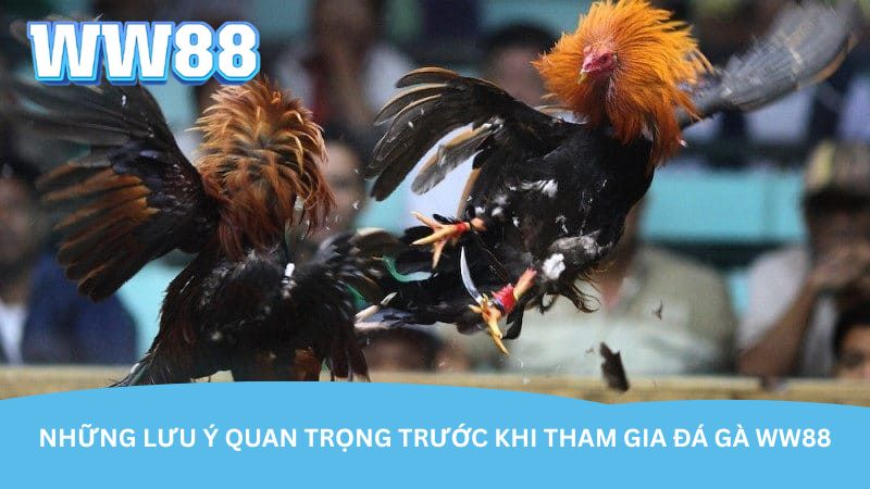 nhung-luu-y-quan-trong-truoc-khi-tham-gia-da-ga-ww88