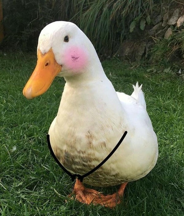 vịt dễ thương êmme