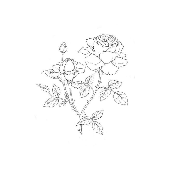 tranh tô màu hoa hồng 12
