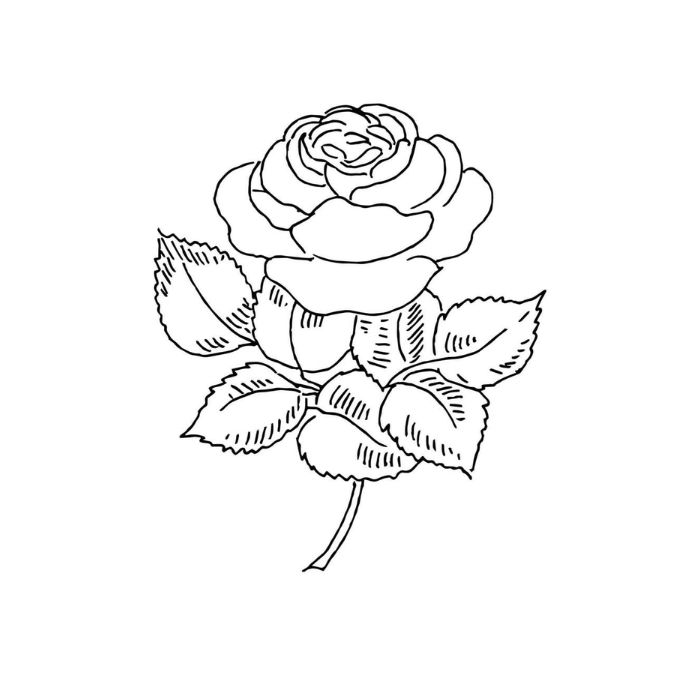 tranh tô màu hoa hồng 30